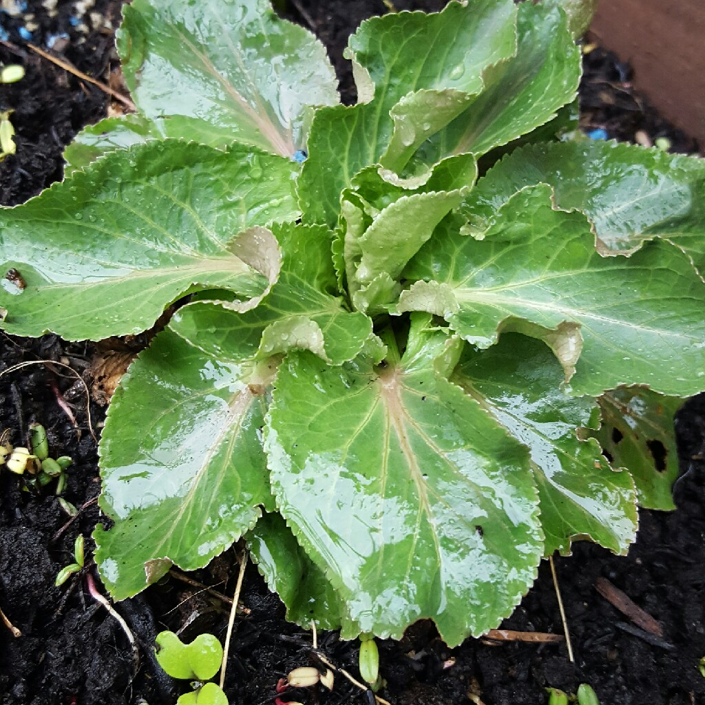 Eryngium planum 'Blue Hobbit'