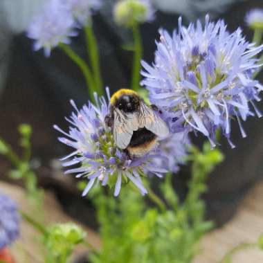 Jasione laevis 'Blue Light' syn. Jasione perennis