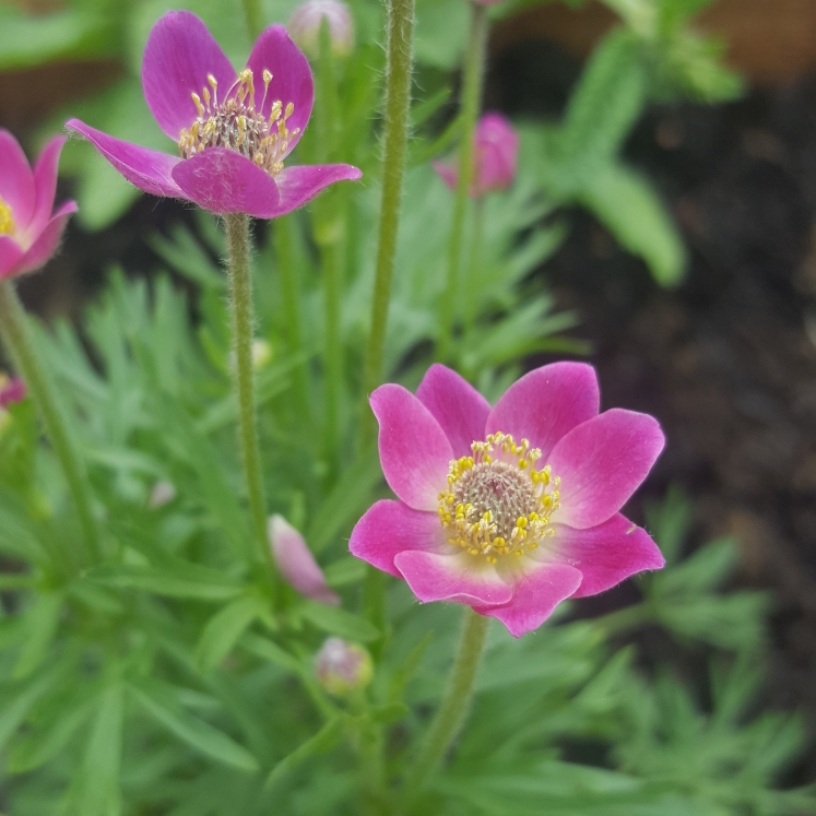 Plant image Anemone multifida 'Annabella Deep Rose' (Annabella Series)