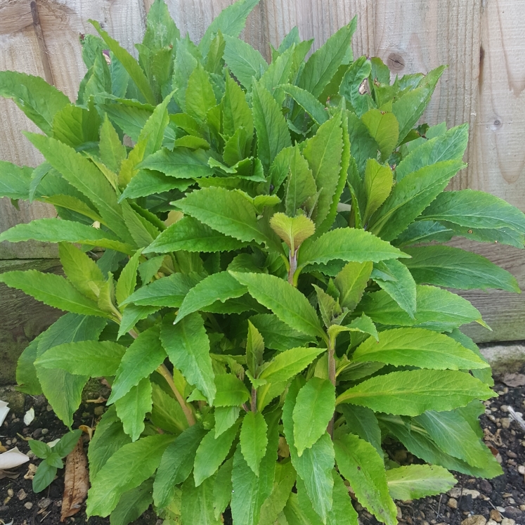 Plant image Lobelia x speciosa 'Hadspen Purple'
