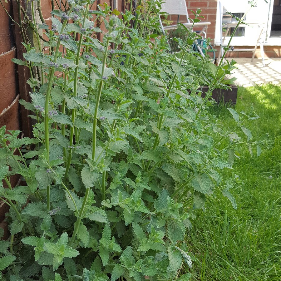 plant image 86026