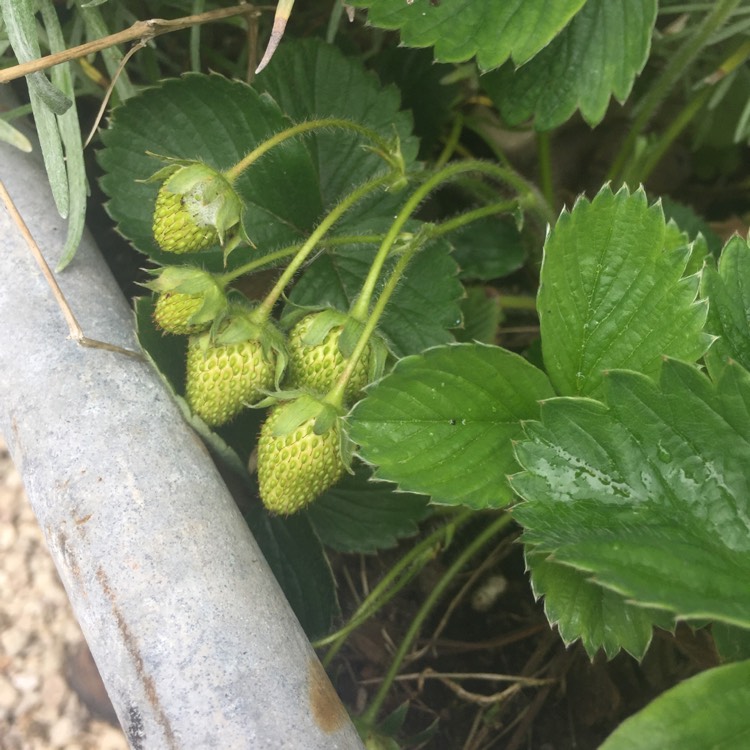 Plant image Fragaria virginiana