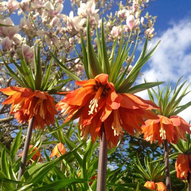 Crown Imperial 'Blom's Orange Perfection'