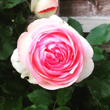 Rose 'Eden Rose'