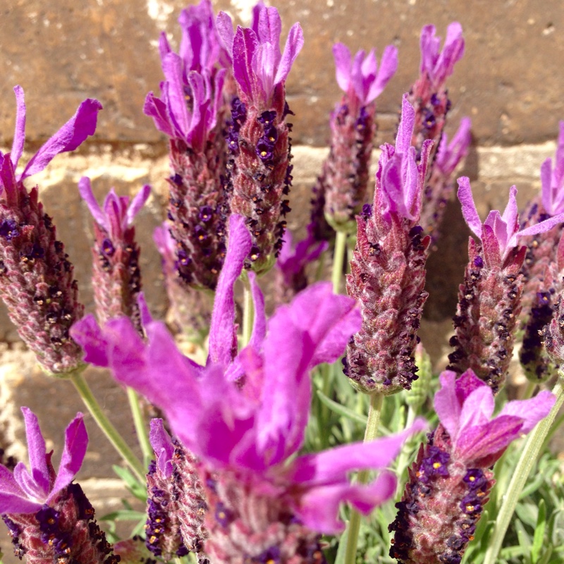 Lavandula stoechas