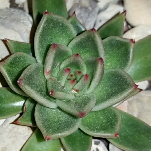 plant image 1237204