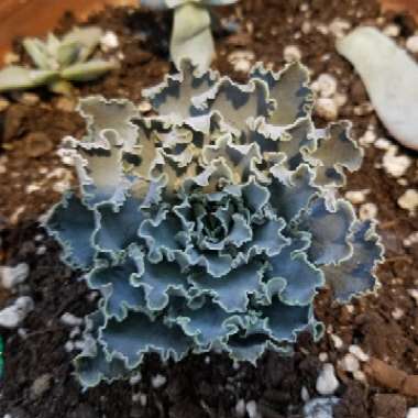 Echeveria Shaviana