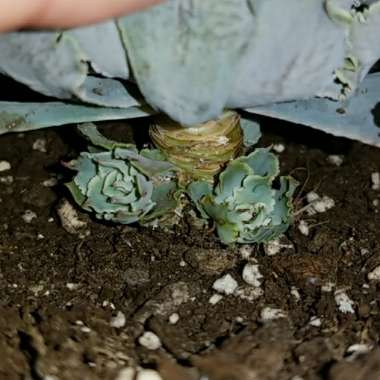 Echeveria Shaviana