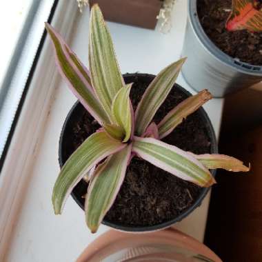 Tradescantia spathacea 'Versicolor' syn. Tradescantia spathacea 'Tricolor', Rhoeo spathacea 'Tricolor'