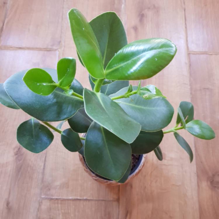 Plant image Clusia Rosea