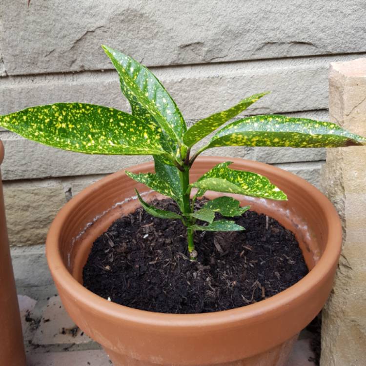 plant image 1174722