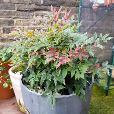 Heavenly bamboo 'Fire Power'