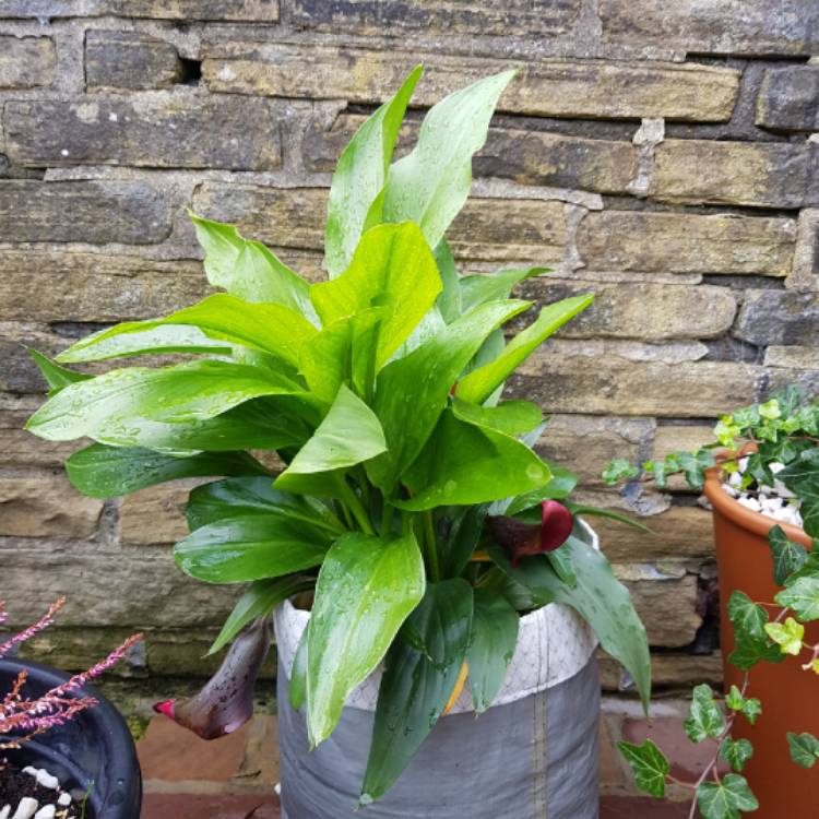 Plant image Zantedeschia sprengeri 'Black Hero'