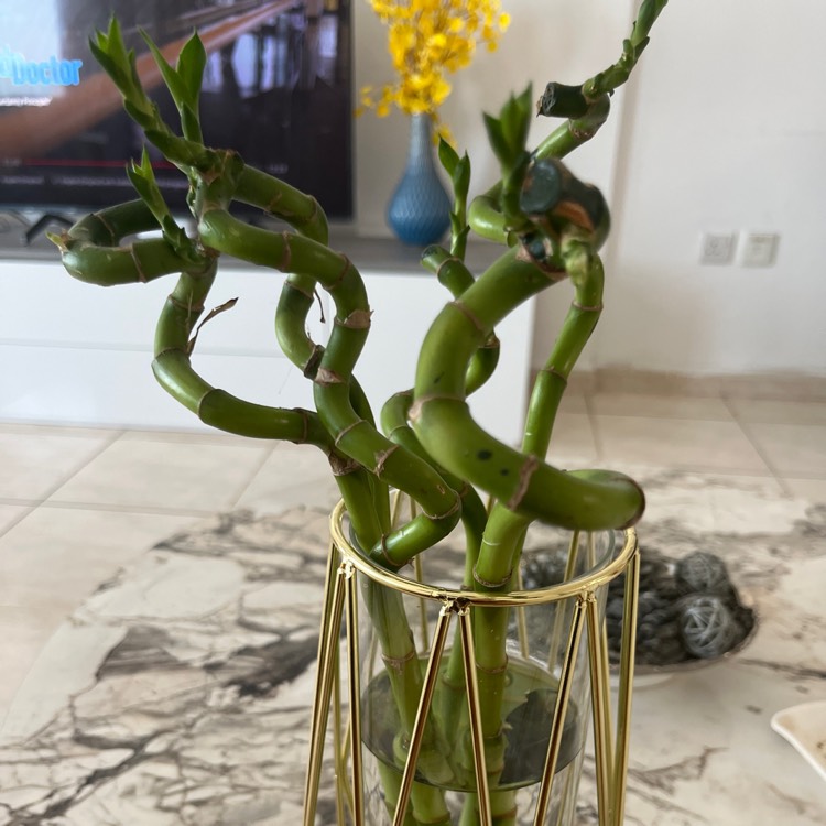 Plant image Dracaena compacta