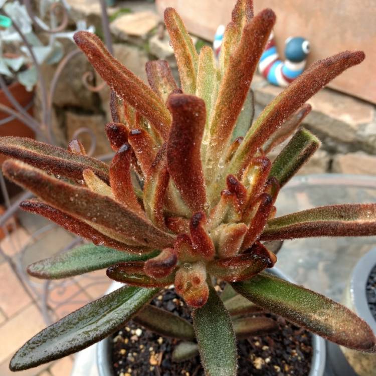 Plant image Kalanchoe Tomentosa 'Dorothy Brown'