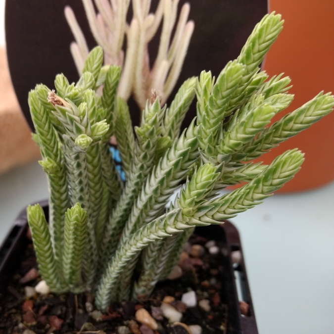 Plant image Crassula muscosa var. variegata