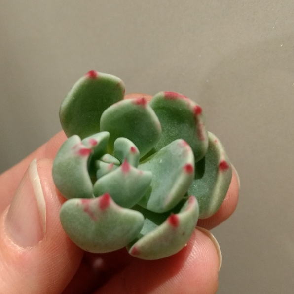 Plant image Echeveria Nanahook