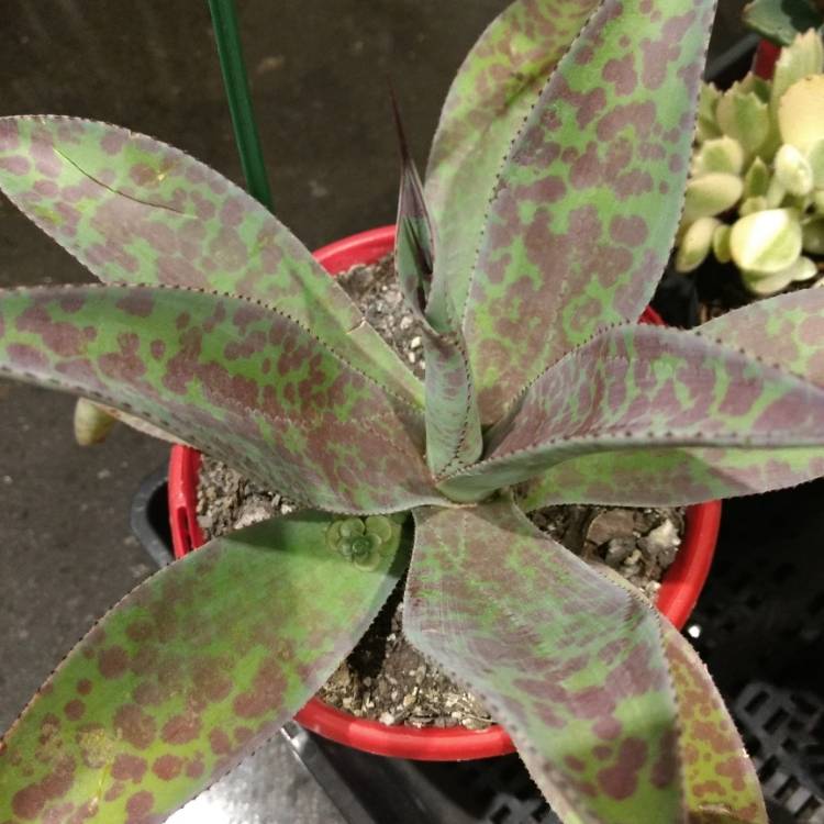 Plant image Mangave Mission To Mars