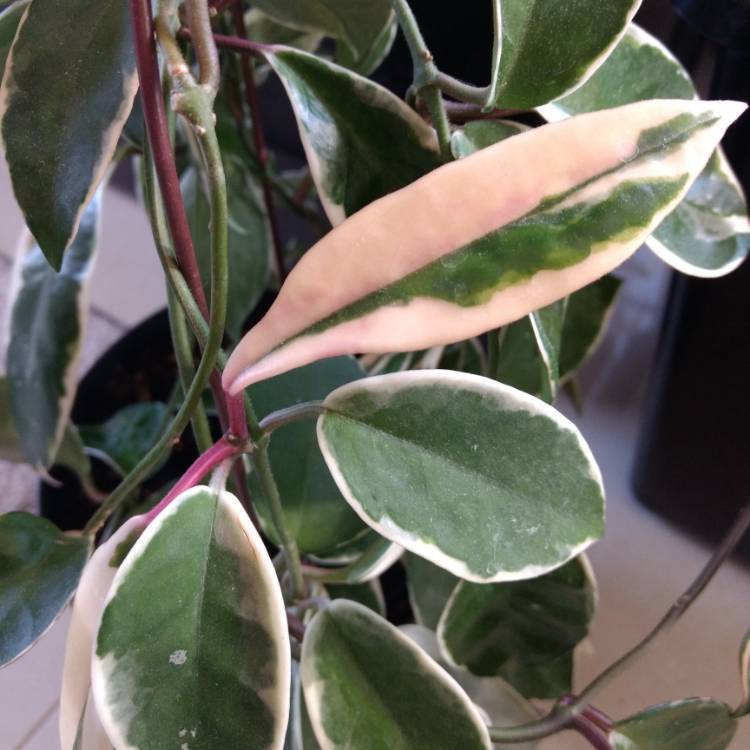 plant image 1384710 plant image 1384710