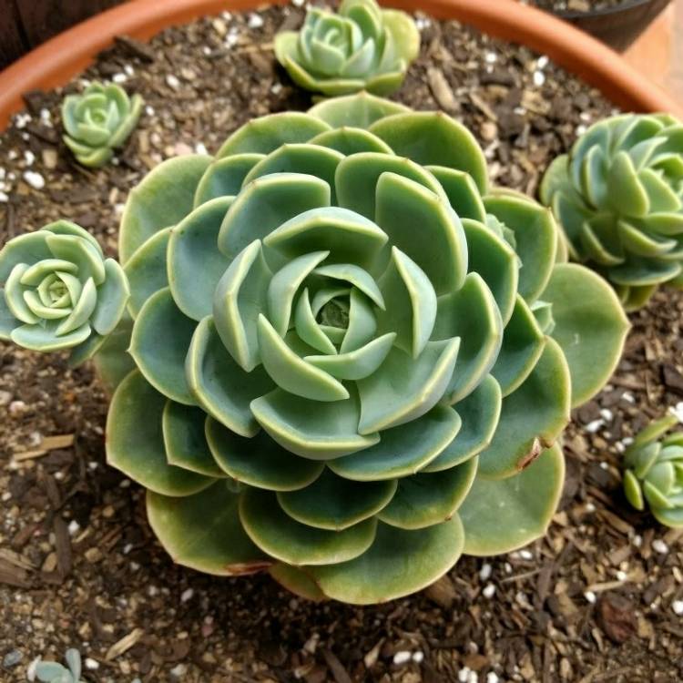 plant image 597226 plant image 597226