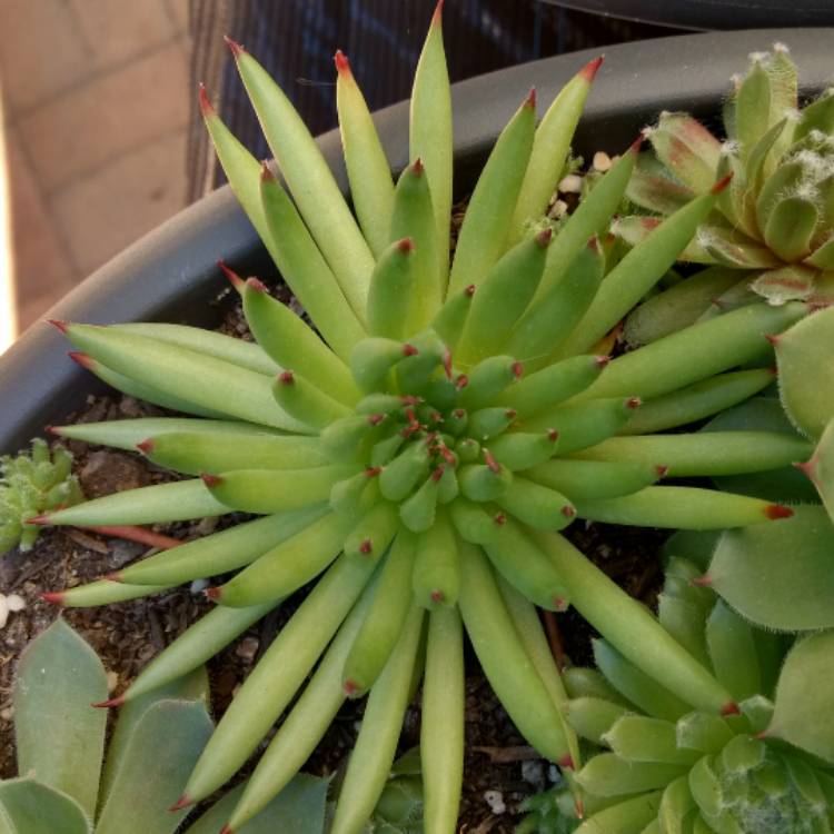 plant image 597643