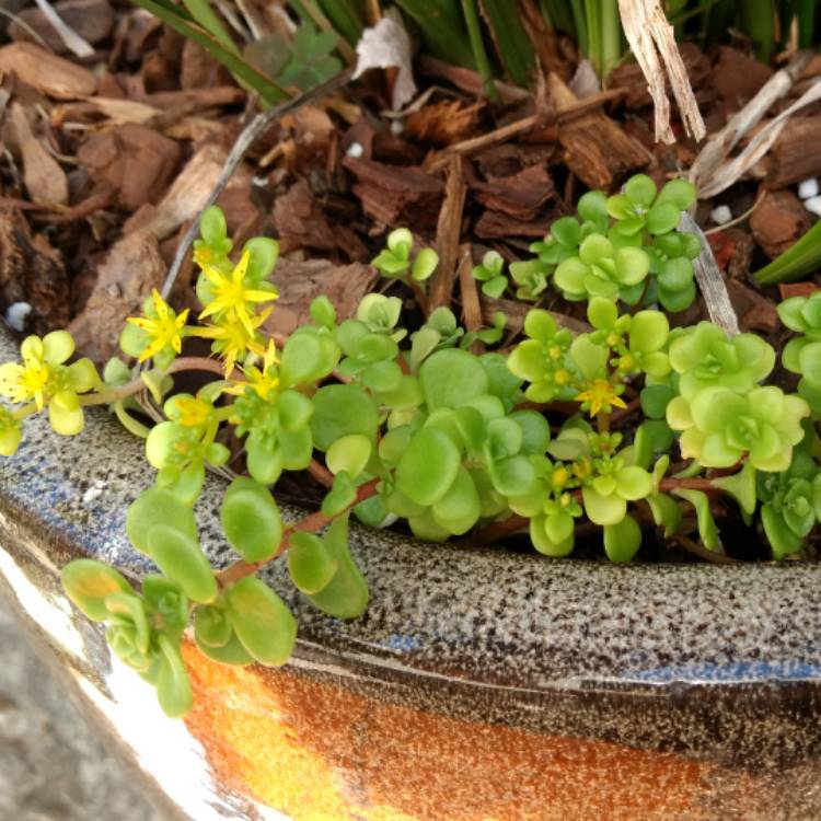 plant image 597854