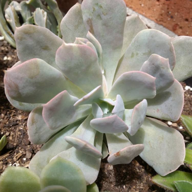 plant image 598338