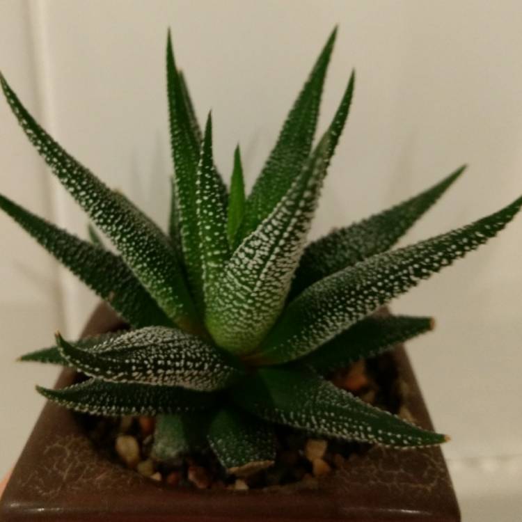 plant image 598742