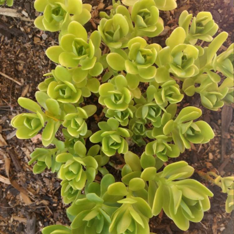 plant image 599847