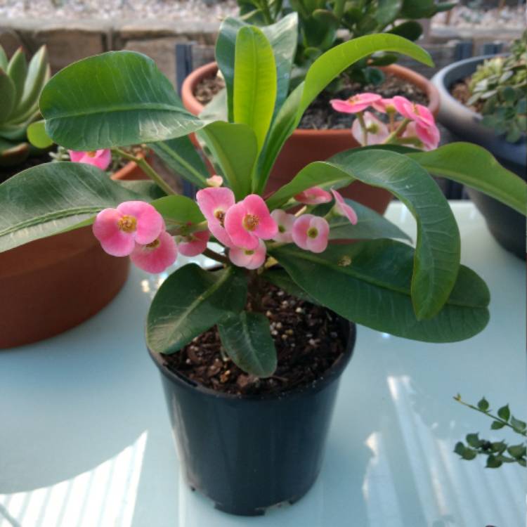 Plant image Euphorbia milii 'Lipstick'