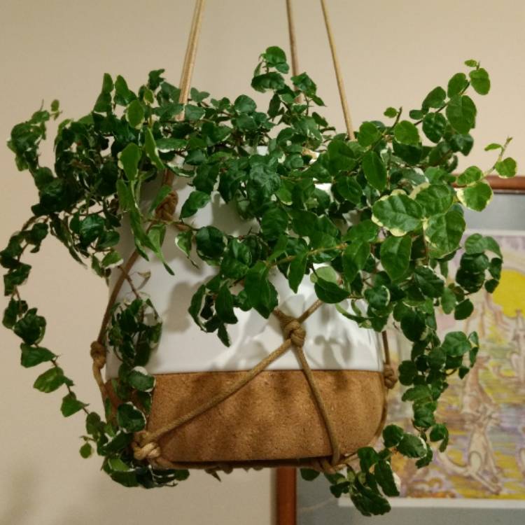 plant image 602278