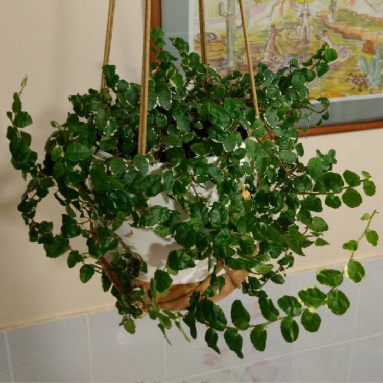 plant image 602282