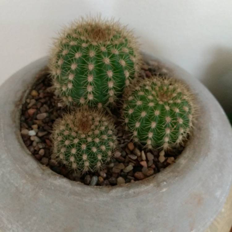 Plant image Echinopsis spachiana