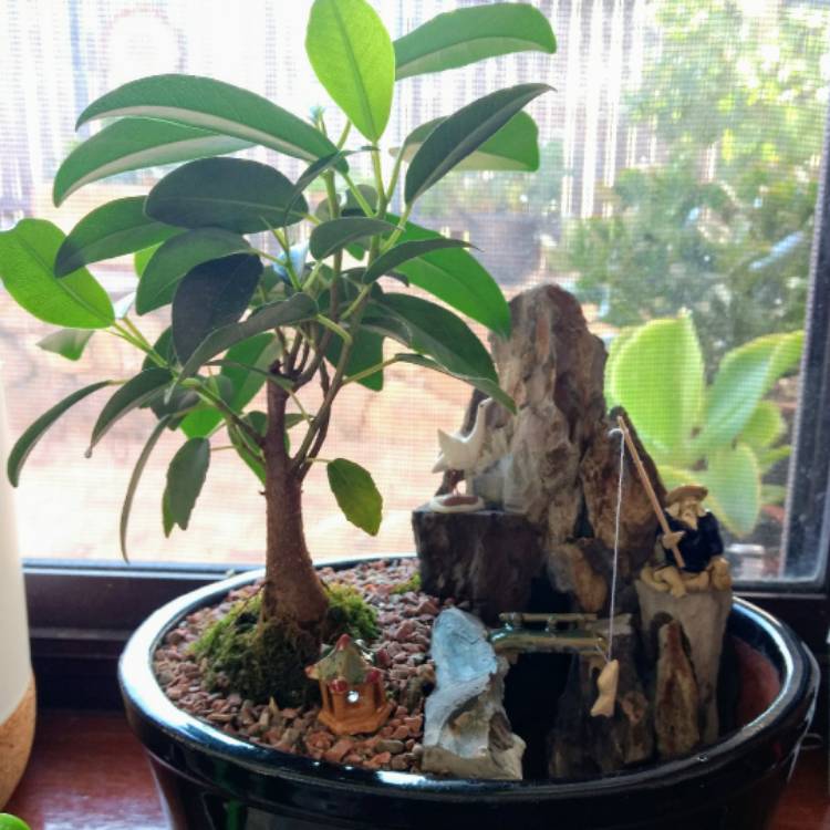 Plant image Ficus Rubiginosa Bonsai,
