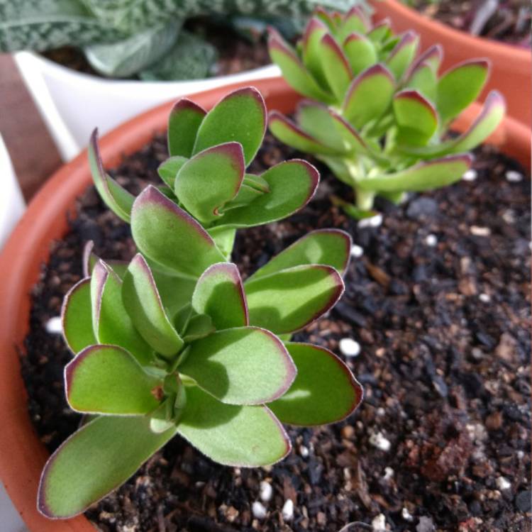 Plant Crassula nudicaulis var platyphylla.