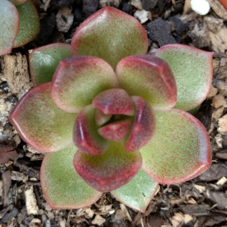 Plant image Echeveria Agavoides Blood Maria