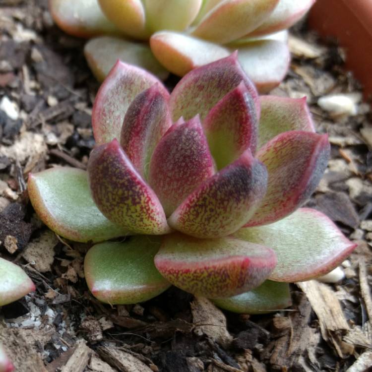 Plant image Echeveria Agavoides Blood Maria