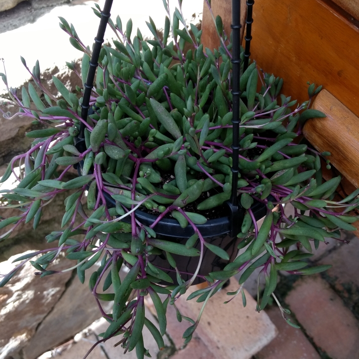 plant image 627116 plant image 627116