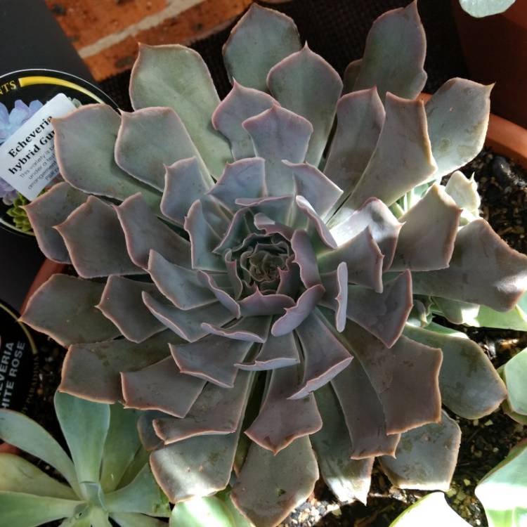 plant image 627122
