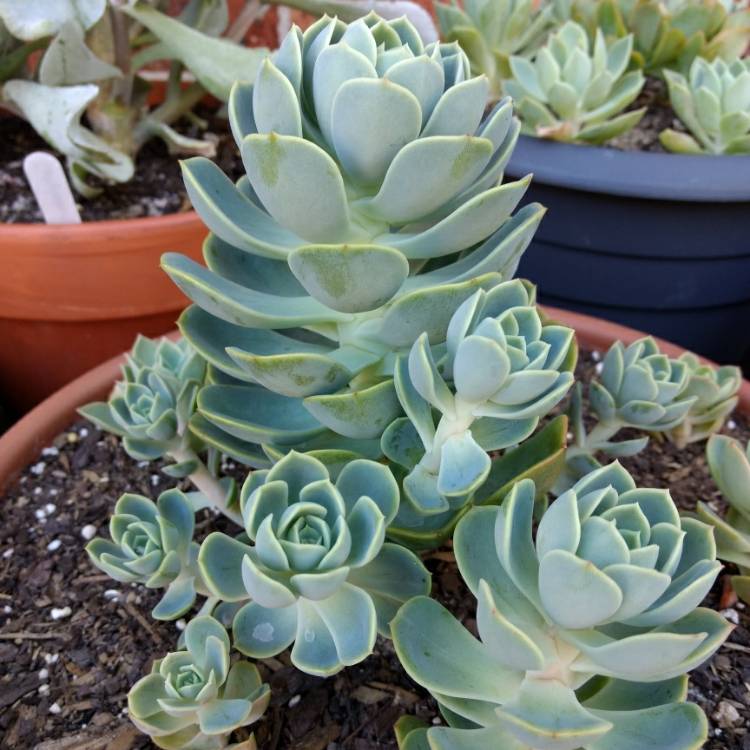plant image 629956 plant image 629956