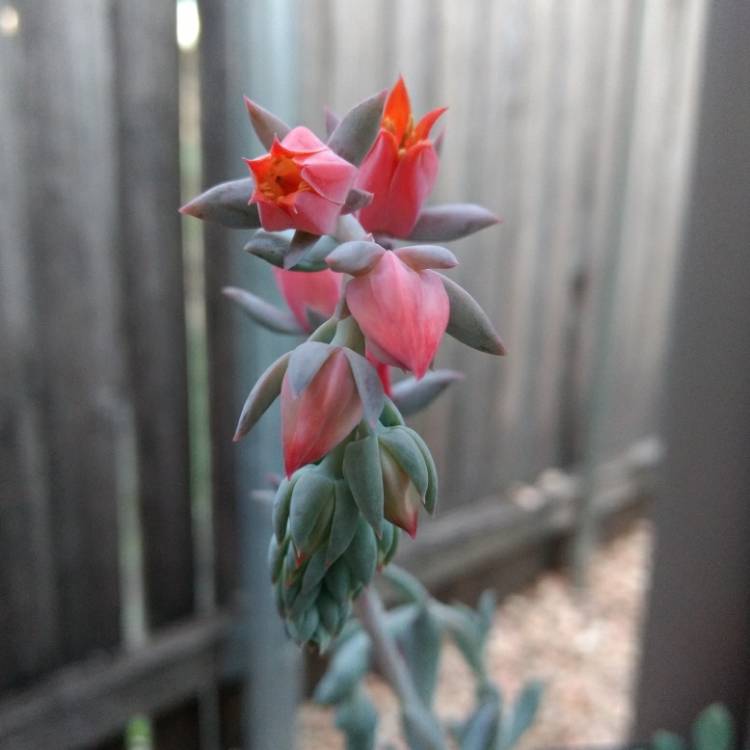 Plant image Echeveria Marzipan