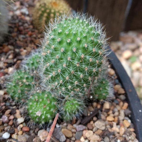 plant image 635160