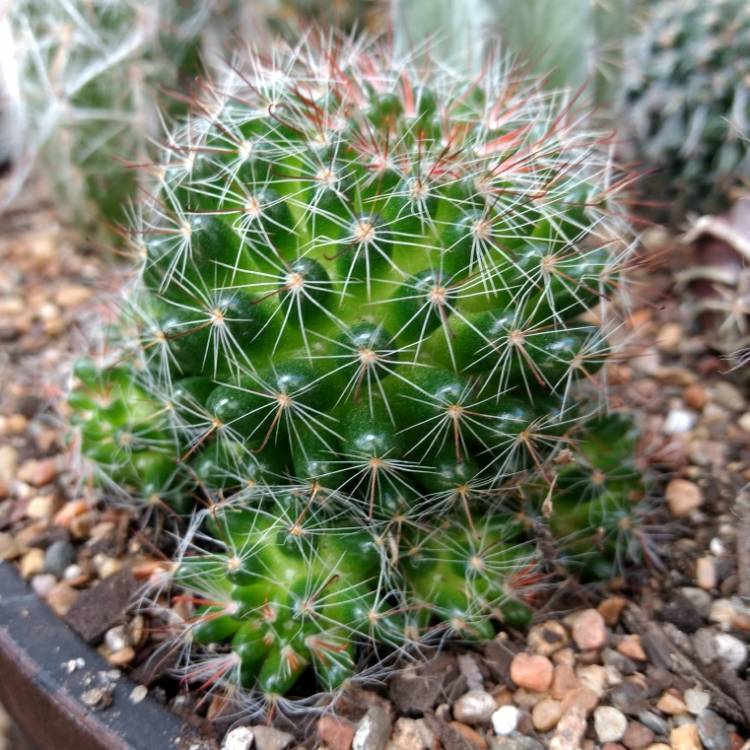plant image 635208