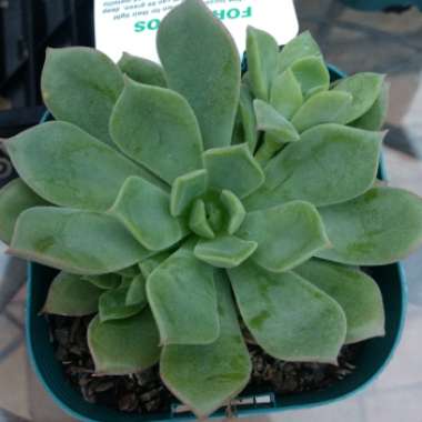 Echeveria Graessneri