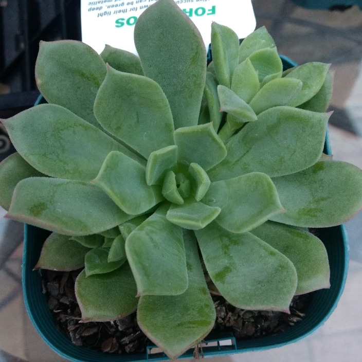 Plant image Echeveria Graessneri