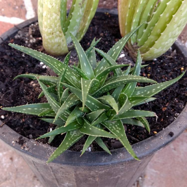 Plant image Aloe hybrid 'Firebird'