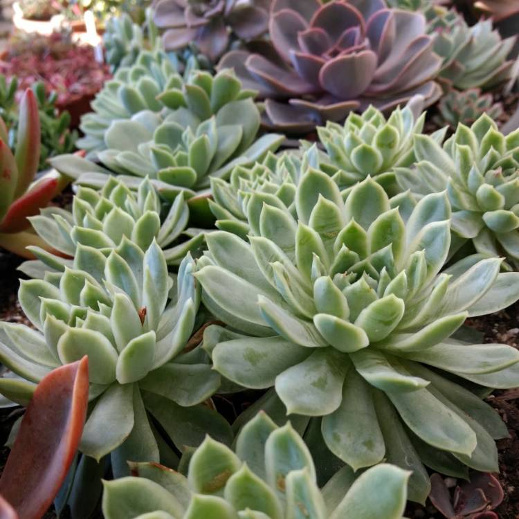 plant image 737119 plant image 737119
