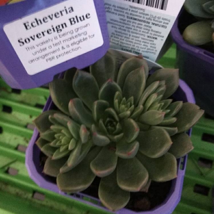Plant image Echeveria Sovereign Blue