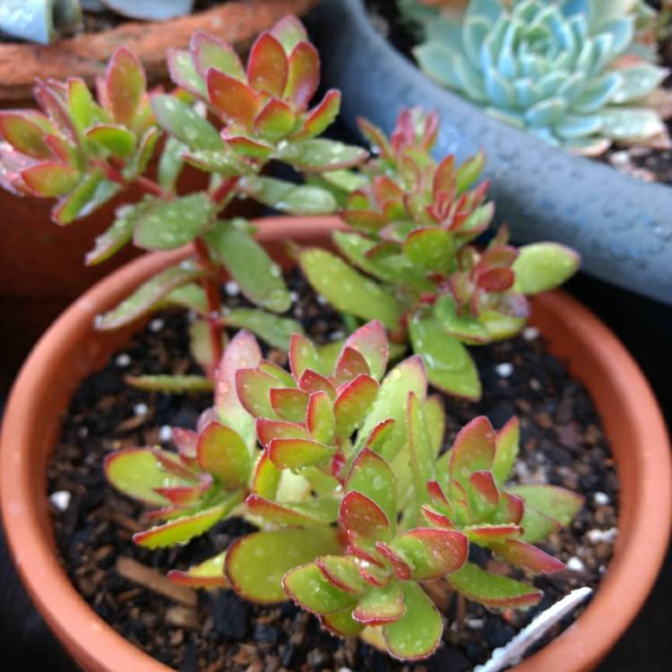 Plant image Crassula 'Red Tipped Butterfly Bush'