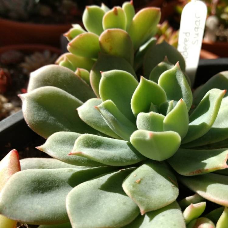 plant image 784153